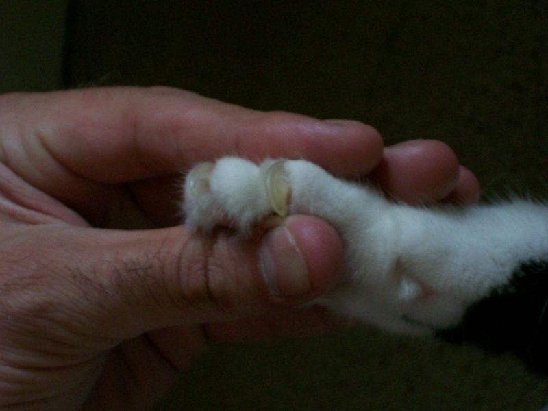Pics of my cats claw, opinions?